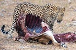 Jhalana Guided Leopard Safari - Jaipur