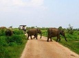 Morning Private Safari at Udawalawa National Park by La Safari inn Tours