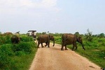 Morning Private Safari at Udawalawa National Park by La Safari inn Tours