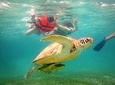 Swim with sea turtles