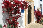 The best of Sidi Bou Said Walking Tour 
