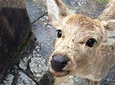 Full-Day Private Guided Tour to Nara Temples