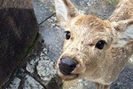 Full-Day Private Guided Tour to Nara Temples