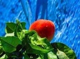 Private Trip to Chefchaouen and Akchour Waterfalls 