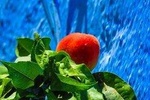 Private Trip to Chefchaouen and Akchour Waterfalls 
