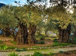 Visit Garden of Gethsemane, Mount of Olives, East Jerusalem