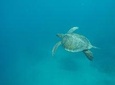 5-Day Diving in the Galapagos Islands