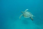 5-Day Diving in the Galapagos Islands