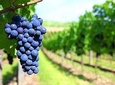 Private Day Trip Mendoza Winery with Airfaire from Buenos Aires