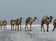 15 Days Afar Danakil Depression