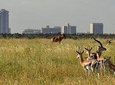 Half Day - Nairobi National Park Safari