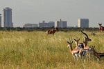 Half Day - Nairobi National Park Safari
