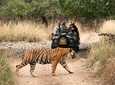 8 Days Taj, Tigers & Lakes : Delhi Agra Ranthambore Udaipur Jaipur Tour