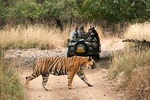 8 Days Taj, Tigers & Lakes : Delhi Agra Ranthambore Udaipur Jaipur Tour
