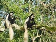 Day Tour to Arusha National Park