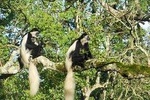 Day Tour to Arusha National Park