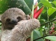 Private Hiking Rio Celeste Waterfall & Sloth Adventure