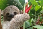 Private Hiking Rio Celeste Waterfall & Sloth Adventure