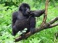 3 Day Gorilla Trekking Budget Safari at Bwindi National Park