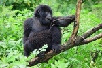 3 Day Gorilla Trekking Budget Safari at Bwindi National Park