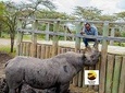 Ol Pejeta Conservancy - Day Safari