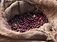 8 Days Ethiopian Coffee Tour