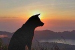 Mt Batur trekking and Hot springs