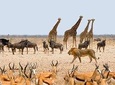 Namibia Express Safari - 6 Days