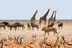 Namibia Express Safari - 6 Days