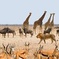 Namibia Express Safari - 6 Days