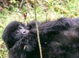 6 Day Uganda Gorilla Safari and Lake Bunyonyi Homestay Experience