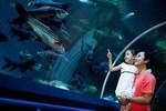 Pattaya Underwater World Admission Ticket with Return Transfer