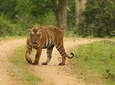 8 Days Golden Triangle Tour Ranthambore Delhi Agra Jaipur Ranthambore