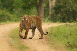 8 Days Golden Triangle Tour Ranthambore Delhi Agra Jaipur Ranthambore