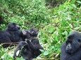 4 Day Chimpanzee Trek Wildlife and Gorilla Trekking at Bwindi Uganda