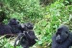 4 Day Chimpanzee Trek Wildlife and Gorilla Trekking at Bwindi Uganda