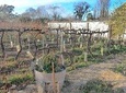 Maipu Tour (Mendoza, Mendoza, Province of Mendoza, Cuyo Tour)
