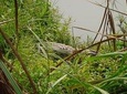 Chitwan National Park 2 nights and 3 days