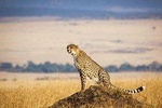 4 Days Masai Mara & Lake Nakuru Lodge Safari