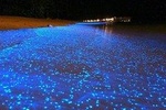 Luminous Lagoon (Glistening Waters) Tour from Falmouth