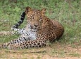 Wilpattu National Park Private Safari (All Inclusive) From Negambo
