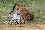Wilpattu National Park Private Safari (All Inclusive) From Negambo