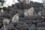 Discovery of the city with monkeys