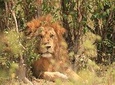 3-Day Safari to Tarangire, Lake Manyara & Ngorongoro(Mid-range)