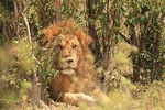 3-Day Safari to Tarangire, Lake Manyara & Ngorongoro(Mid-range)