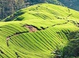 Budget Tour: Full-Day Cameron Highlands Tour