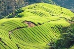 Budget Tour: Full-Day Cameron Highlands Tour