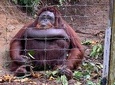 3D 2N Tour Penang Island - Camerons - Rainforest Taman Negara-Kuala Lumpur