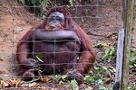 3D 2N Tour Penang Island - Camerons - Rainforest Taman Negara-Kuala Lumpur