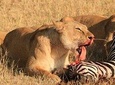 3-Day Safari in Serengeti & Ngorongoro(Mid-range)
